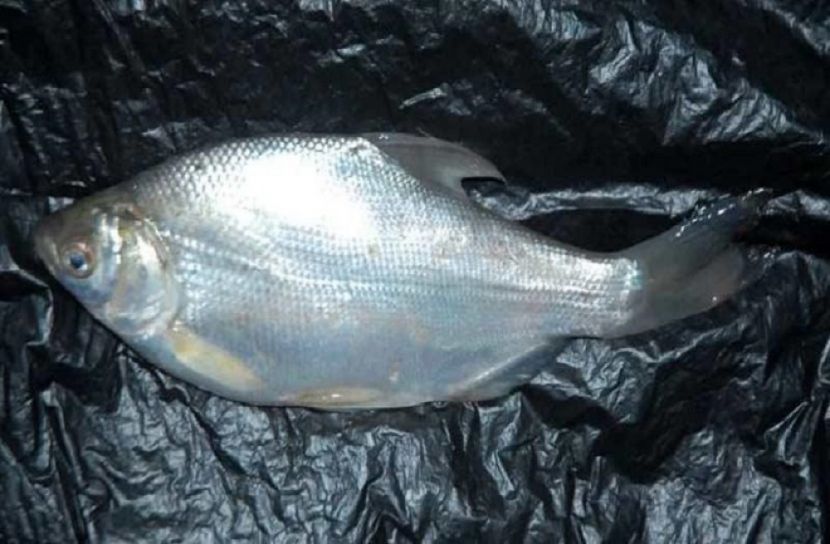 দেশে ‘মনিপুরী ইলিশ’ চাষ নিষিদ্ধ