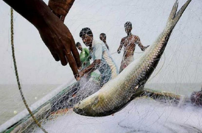 মানিকগঞ্জে মা ইলিশ ধরার  ১৯  জেলকে জরিমানা