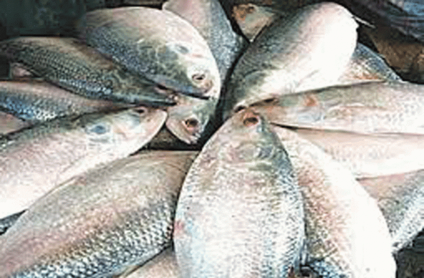 ইলিশ রক্ষার অভিযানে ৯ কোটি টাকার কারেন্ট জাল জব্দ