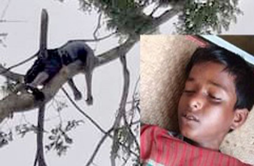 সিলেটে গাছের ডালের আঘাতে তরুনের মৃত্যু