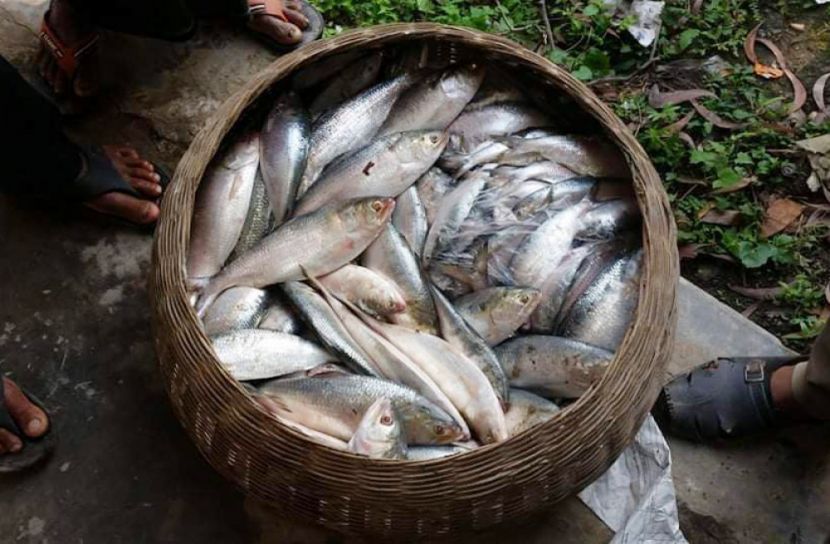 পাঁচ দিনে ১৫ কোটি ১২ লাখ টাকার জাল-মাছ জব্দ, গ্রেফতার ৯৯