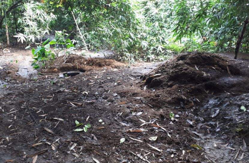 বোয়ালমারীতে গরুর খামারের বর্জ্যে পরিবেশ দূষণের অভিযোগ