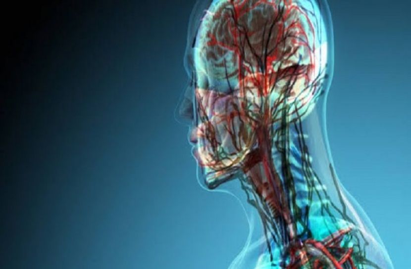 গবেষণায় মানব শরীরে নতুন অঙ্গের খোঁজ পেলেন বিজ্ঞানীরা