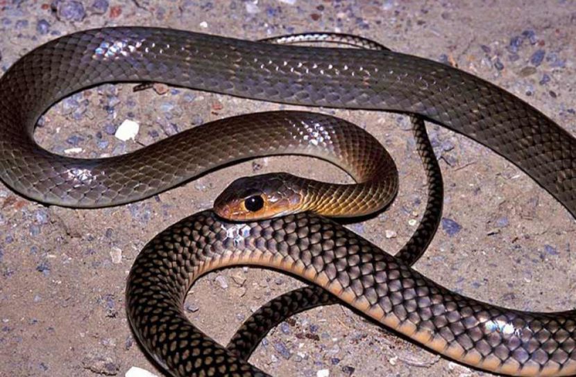 ইঁদুর ও সাপ খেয়ে ক্ষুধা মেটাচ্ছেন মিয়ানমারের লাখো মানুষ