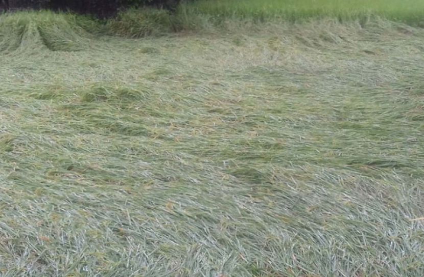 সুন্দরগঞ্জে ঝড়ো হাওয়ায় ৫ হাজার হেক্টর জমির ফসলের ক্ষয়ক্ষতি