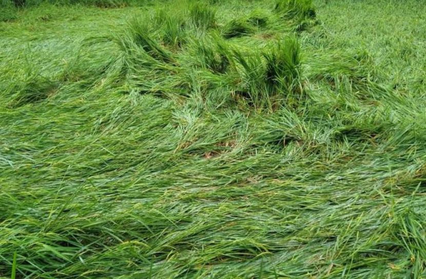 উলিপুরে ঝড়ো-বাতাসে আমন ক্ষেতের ব্যাপক ক্ষতি