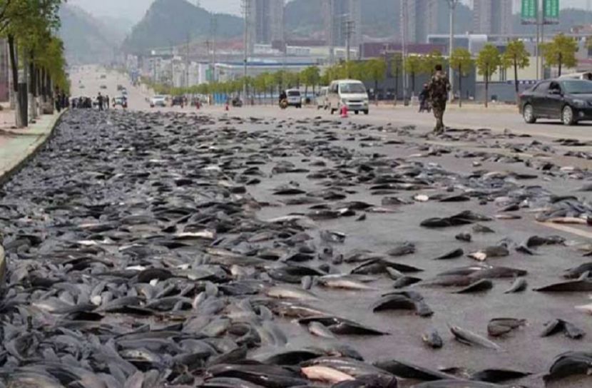 যেখানে মৎস্য বৃষ্টি হয় বছরে দু’বার