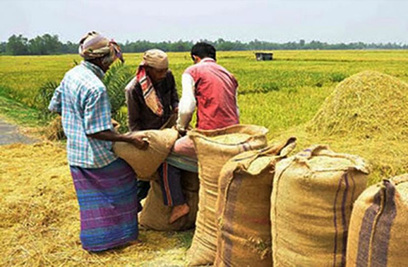 ২ লাখ টন আমন ধান ও ৬ লাখ টন চাল কিনবে সরকার