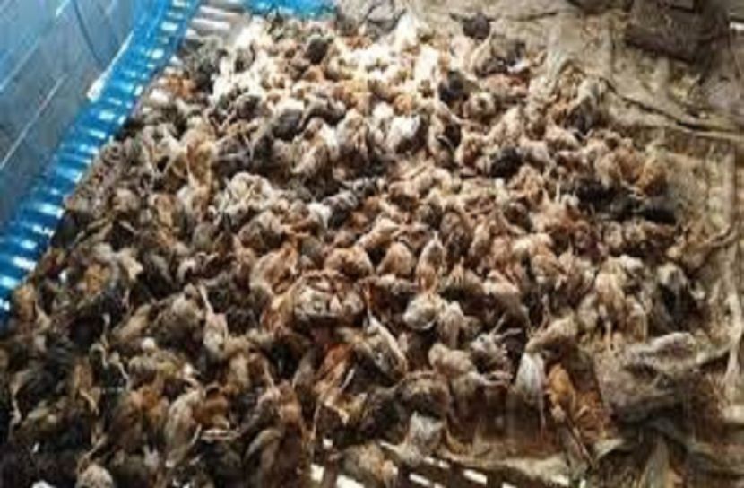 ফার্ম নিয়ে বিরক্ত, বিষ প্রয়োগে ৬ শতাধিক মুরগির মৃত্যু