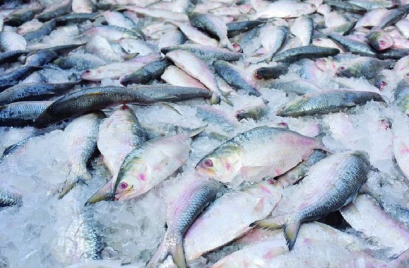 ১৬ দিনে ২৯০ জেলেকে কারাদন্ড ১৬০ জেলেকে জরিমানা