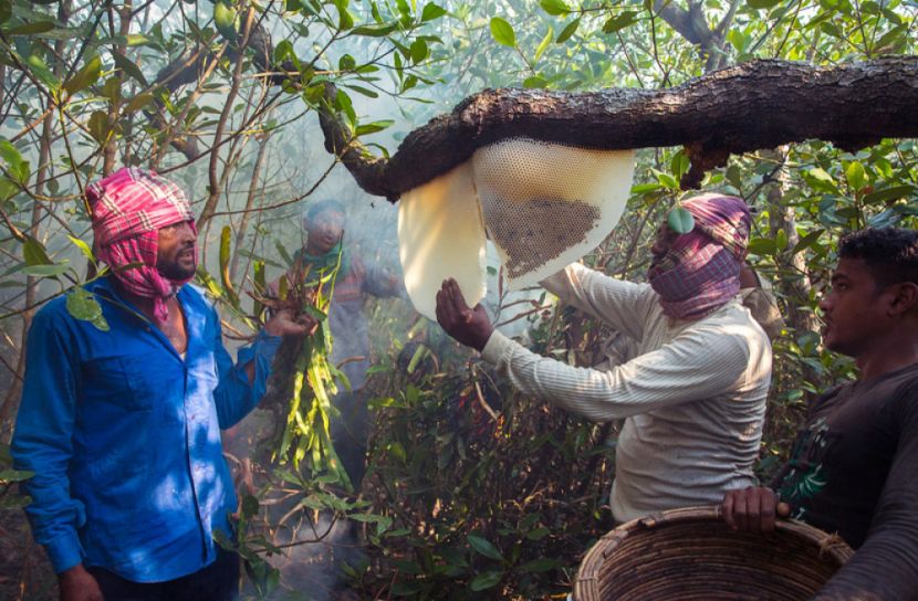 করোনাকালেও সুন্দরবন থেকে ২০০ টন মধু সংগ্রহ