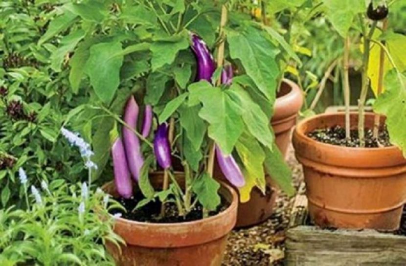 টবে শীতকালীন সবজি চাষ