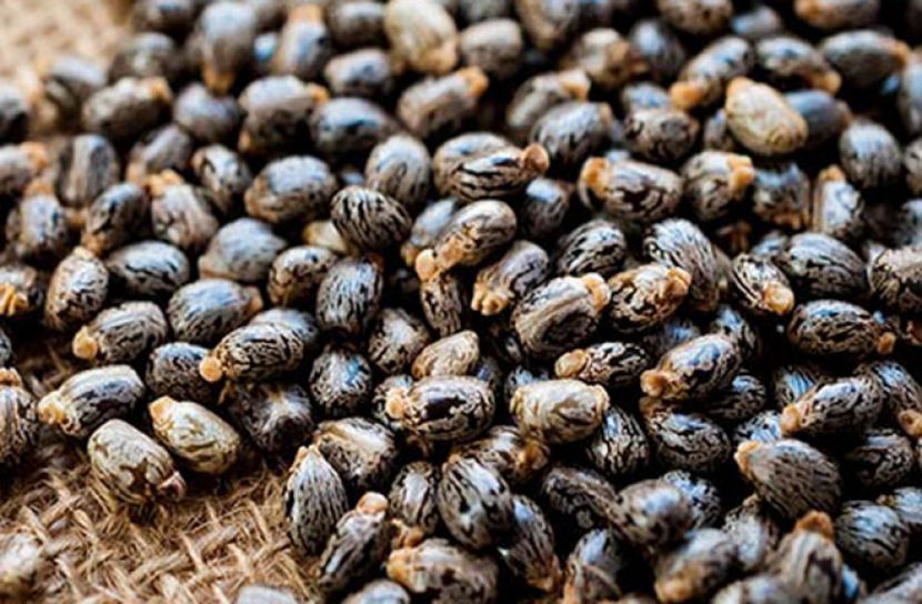 ভারতের ‘রাইসিন বীজ’ দিয়ে ভয়ঙ্কর অস্ত্র বানাচ্ছে চীন!