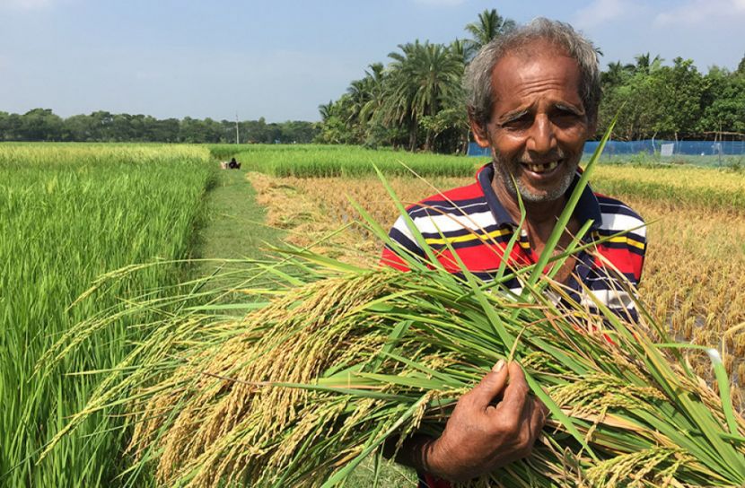 খুলনায় সুগন্ধি ধান ‘ব্রি-৯০’ এর চাষে বাম্পার ফলন
