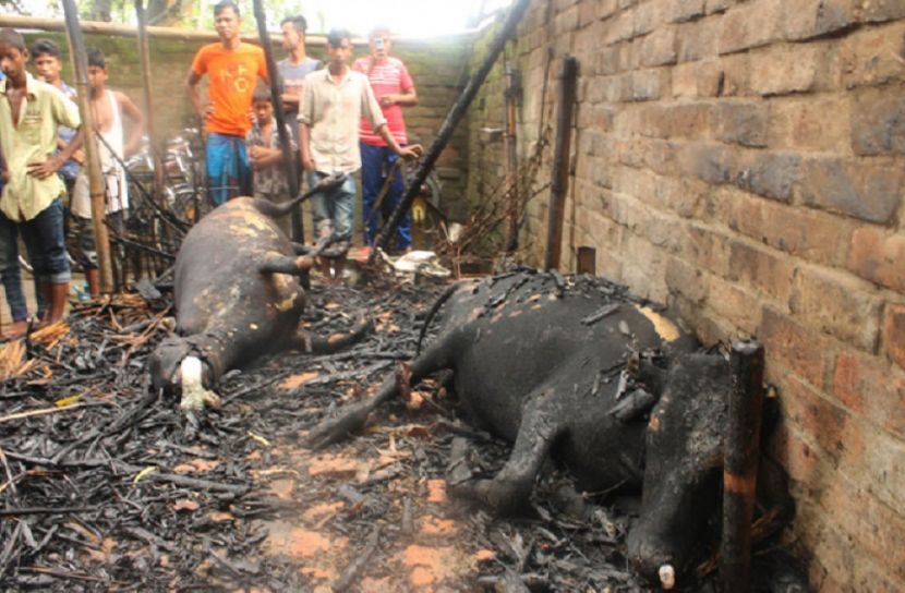 কুড়িগ্রামে গোয়ালঘরের আগুনে পুড়ে মারা গেল ৭ গরু