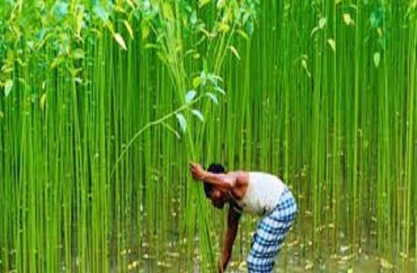 পাটকল বন্ধ হওয়ায় কাঁচা পাট নিয়ে শঙ্কায় রপ্তানিকারকরা