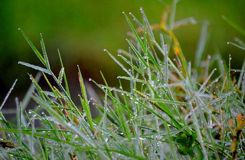 ঘাসের ডগায় শিশির বিন্দু জানান দিচ্ছে শীতের আগমনী বার্তা