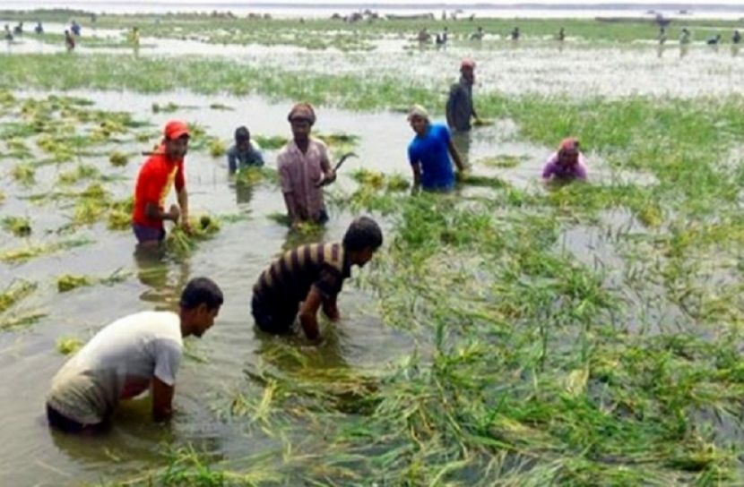 রাজশাহীতে দুর্যোগে ক্ষতিগ্রস্ত ২৫ হাজার কৃষক পাচ্ছেন সার ও বীজ