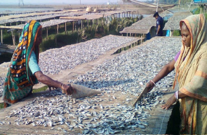 চলনবিলে শুঁটকি তৈরিতে ব্যস্ত সময় কাটাচ্ছেন শ্রমিকরা