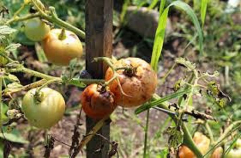 ময়মনসিংহে টমেটোতে অজ্ঞাত রোগ, দিশেহারা কৃষক