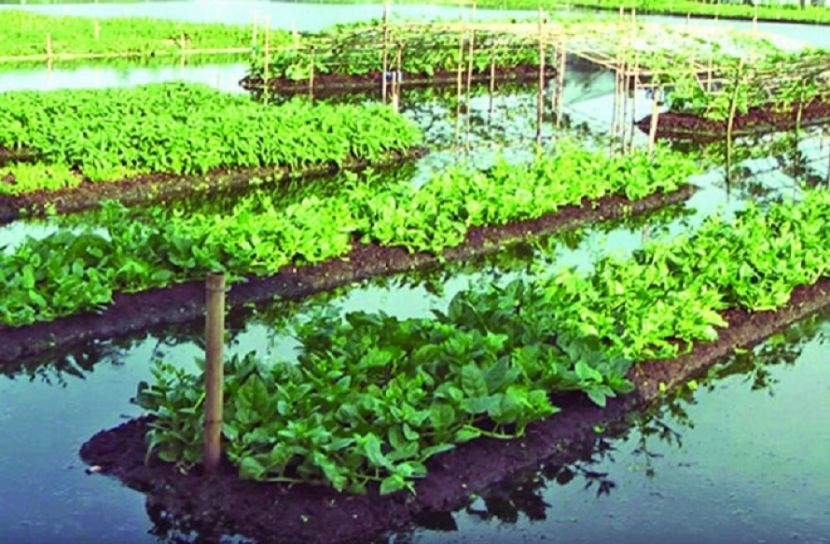 দিনাজপুরে বিশেষ পদ্ধতিতে সবজি চাষ, লাভবান কৃষকরা