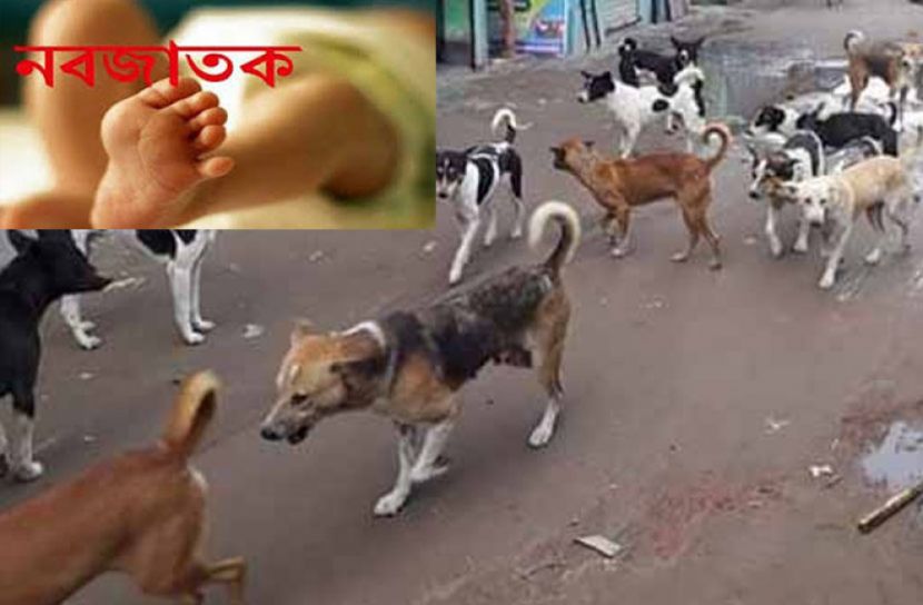 ময়মনসিংহে কুকুরের মুখে নবজাতকের মরদেহ!