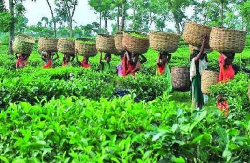 রেকর্ড পরিমান চা উৎপাদনে মজুরি নামমাত্র