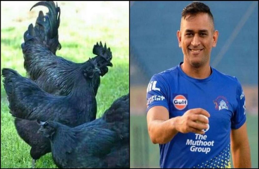 কালো মুরগির ব্যবসায় নামছেন ধোনি