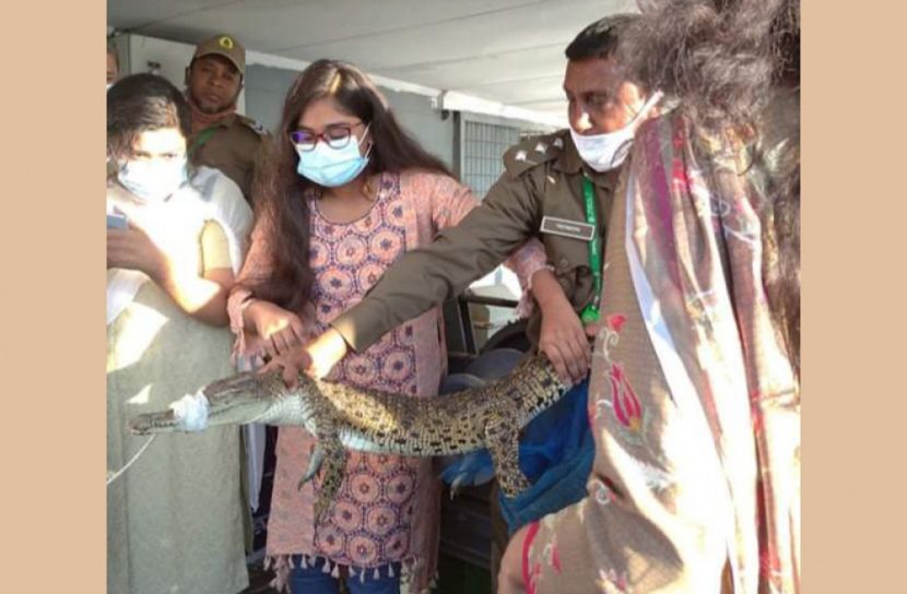 সুন্দরবনে ৯০টি কুমির অবমুক্ত করার উদ্যোগ বনবিভাগের