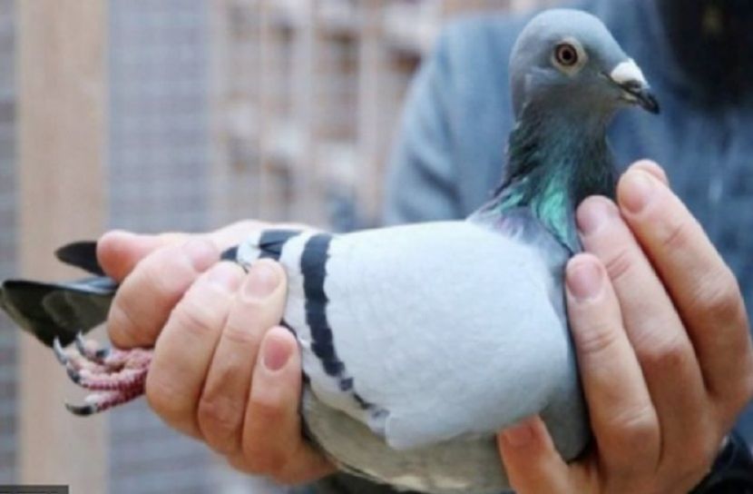 একটি কবুতরের দাম ১৭ কোটি টাকা