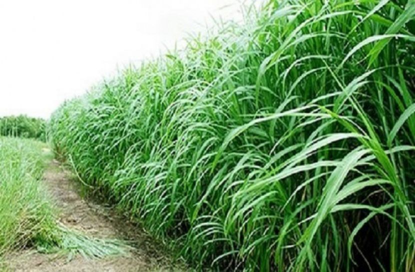 সাড়ে ৩ কোটি টাকা খরচ করে ঘাস চাষ শিখতে বিদেশ ভ্রমন