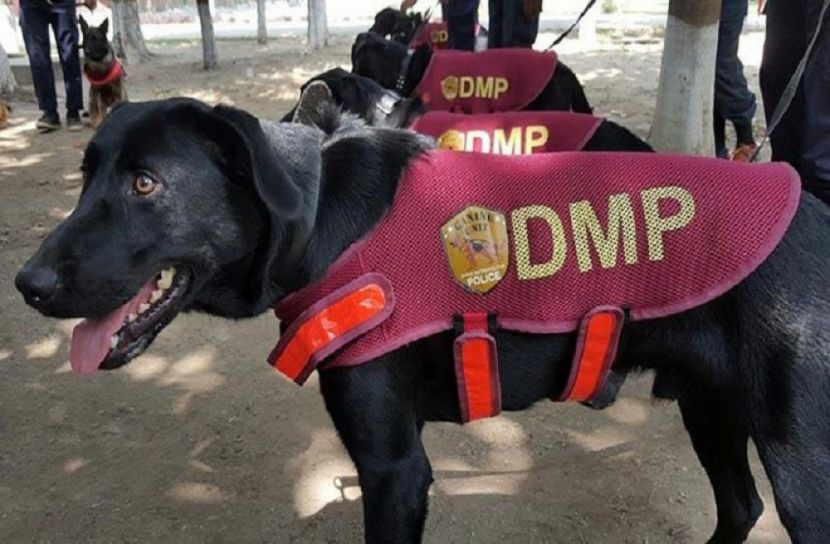 মাদক উদ্ধারে র‌্যাব-পুলিশের পাশাপাশি ডগ স্কোয়াড