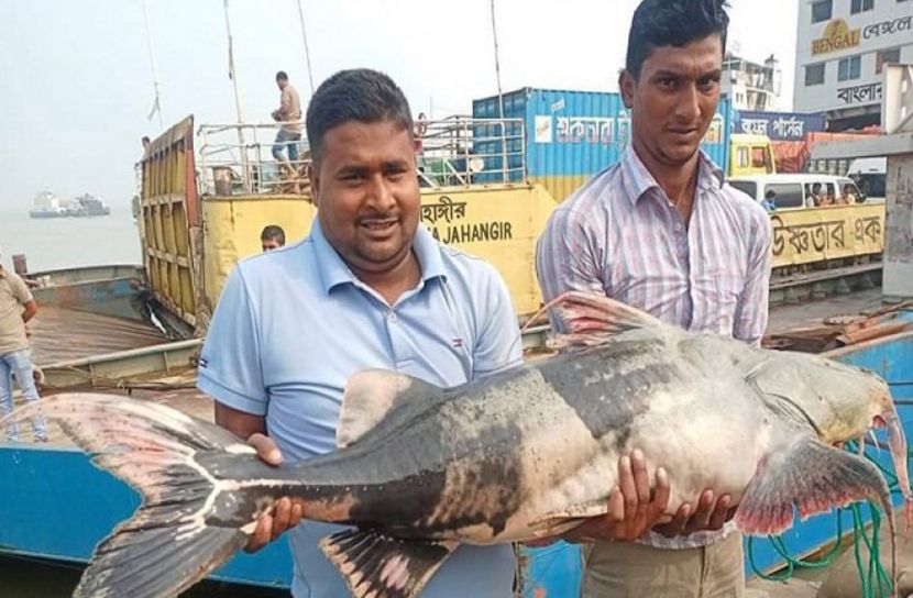 পদ্মায় ধরা পড়লো ২৫ কেজির বাগাড়