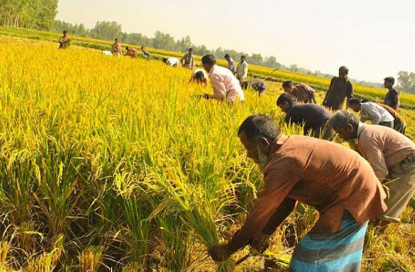 উত্তরাঞ্চলে আমনের বাম্পার ফলনে কৃষকের মুখে হাসি