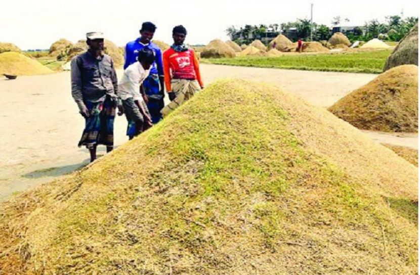 আমন ধানের দামে উল্লসিত কৃষক