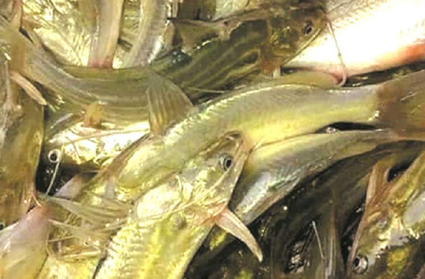 নদীতে মিলছে প্রচুর দেশি মাছ