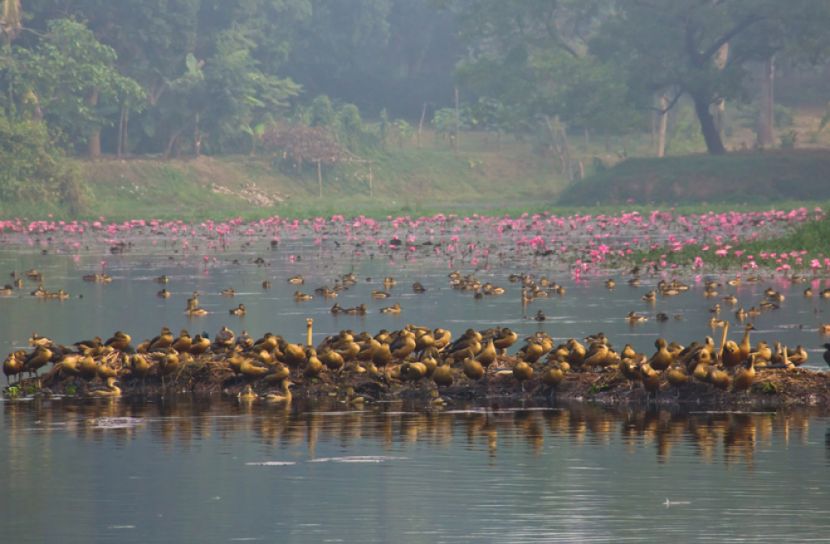 অতিথি পাখির কলকাকলিতে মুখরিত ফরিদপুরের নুরপুর বিল