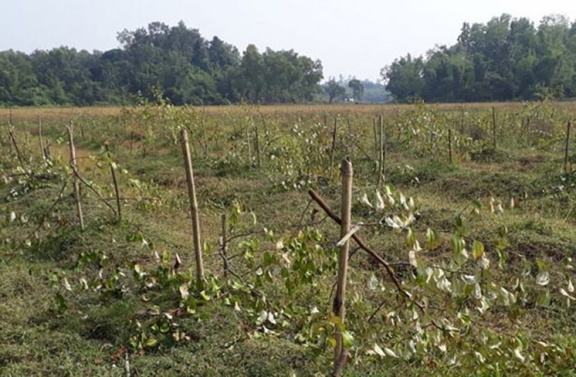 সিলেটে সাবেক এমপির বাগান বাড়ির ১০০ গাছ কর্তন