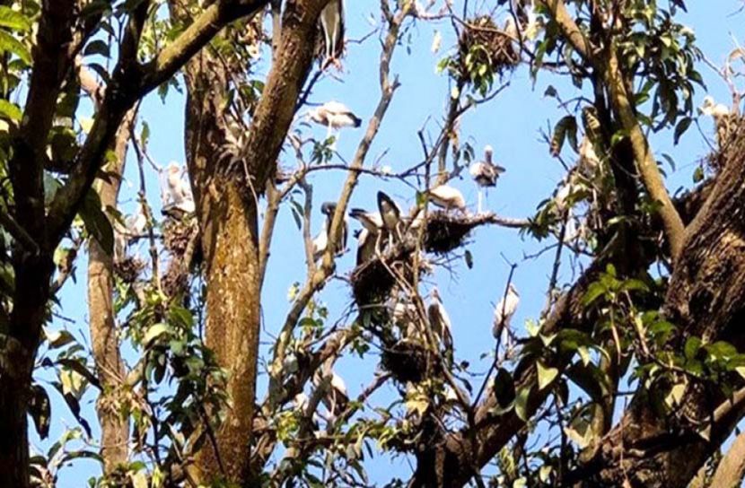 পাখির বাসা ভাড়া পাচ্ছেন ৫ বাগান মালিক