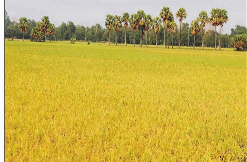 পটুয়াখালীতে ধান রক্ষায় পুলিশের পাহারা