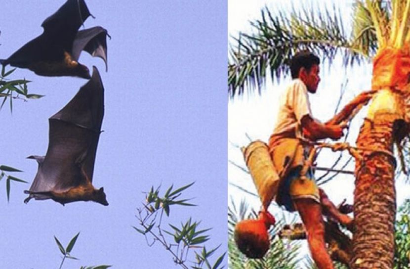 বাংলাদেশে নিপাহ ভাইরাসের শঙ্কায় স্বাস্থ্য বিশেষজ্ঞরা