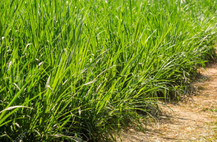 কাল একনেকে ‘ঘাস চাষ শিখতে বিদেশ সফর’ প্রকল্প অনুমোদন!