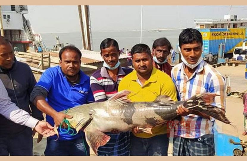 ২৯ কেজির বাঘাইড় ৩২ হাজার টাকায় বিক্রি