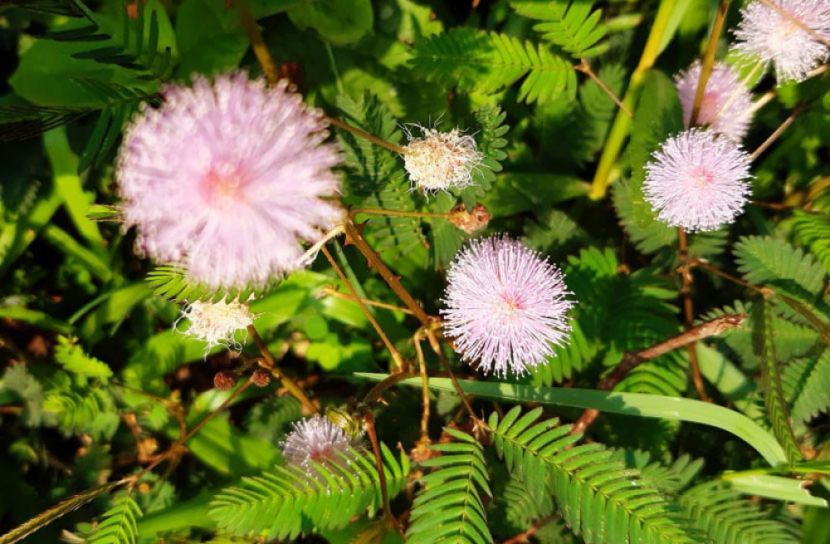 চেনা ২১ গাছপালা-তরুলতায় যত রোগ সারানোর ক্ষমতা