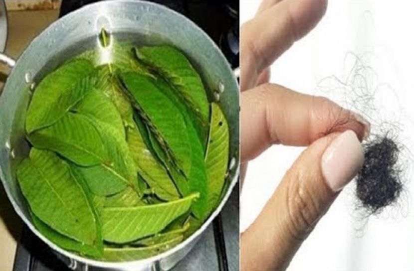 পেয়ারা পাতায় মুক্তি পাবেন চুল পড়ার সমস্যা থেকে