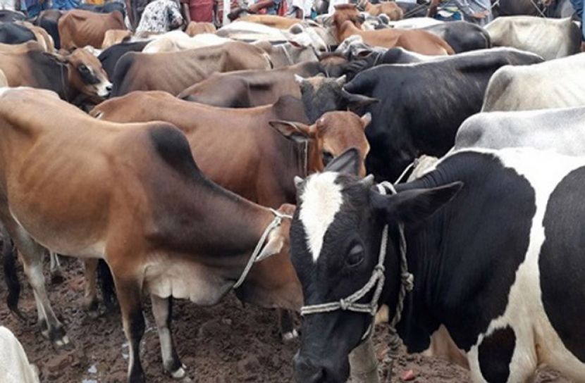 মধ্যপ্রদেশে গরুর জন্য আলাদা মন্ত্রিসভা গঠন