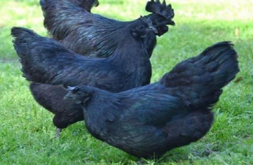 ঔষুধি গুণাগুণ সম্পন্ন বিরল প্রজাতির কালো মুরগি