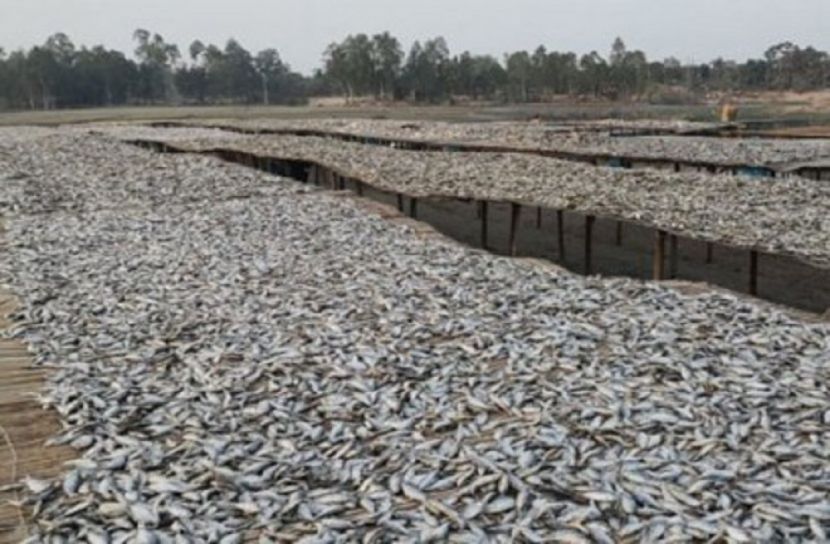 চলন বিলের শুঁটকি এখন ভারতেও রফতানি হচ্ছে