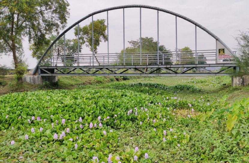 ইসলামী বিশ্ববিদ্যালয়ে কচুরিপানায় অদৃশ্য অতিথি পাখি