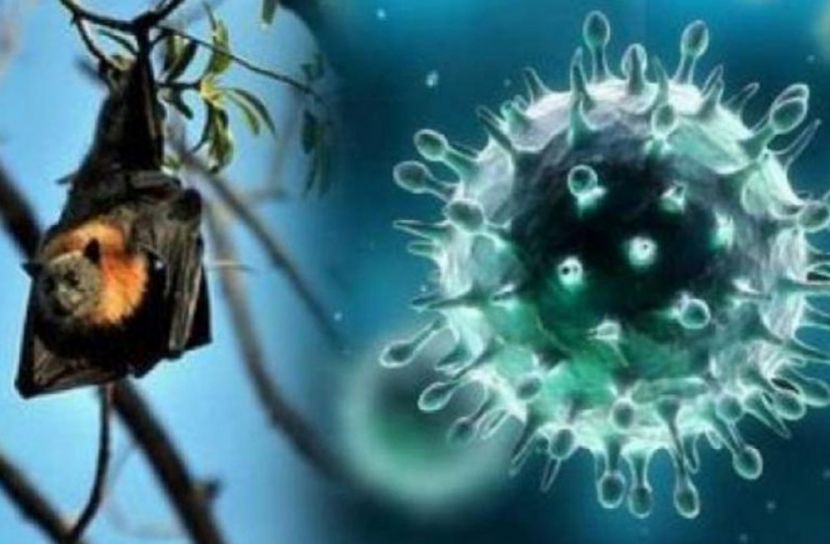 শীতে করোনার সঙ্গে জেঁকে বসতে পারে নিপাহ ভাইরাসও!